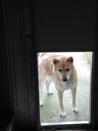 Courettes extérieures des Chiens